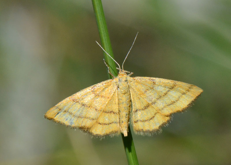 4 Geometridi di genere Idaea in esame